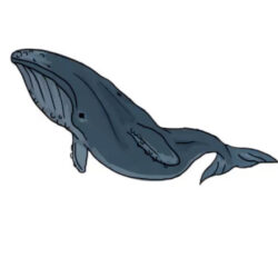 Blue Whale Drawing Creative Style