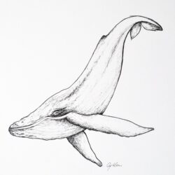 Blue Whale Drawing Detailed Sketch
