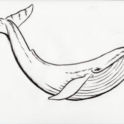Blue Whale Drawing Hand Drawn Sketch