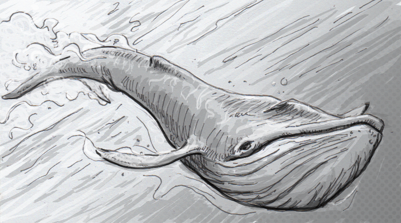 Blue Whale Drawing Hand Drawn