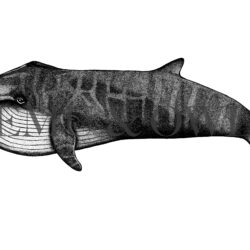 Blue Whale Drawing Realistic Sketch