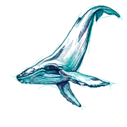 Blue Whale Drawing Unique Art