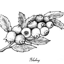 Blueberries Drawing Amazing Sketch