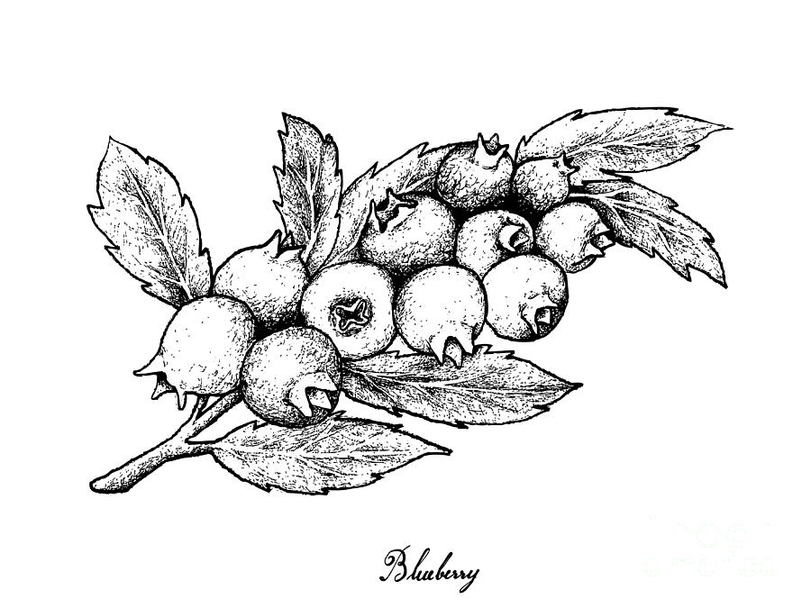 Blueberries Drawing Amazing Sketch