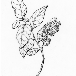 Blueberries Drawing Artistic Sketching