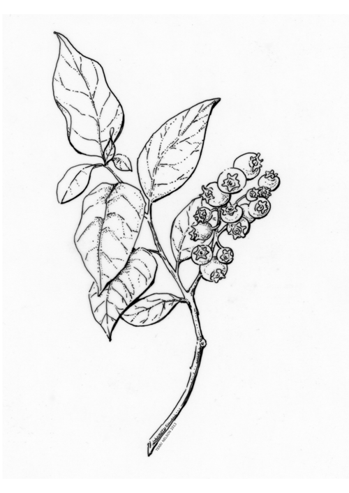 Blueberries Drawing Artistic Sketching