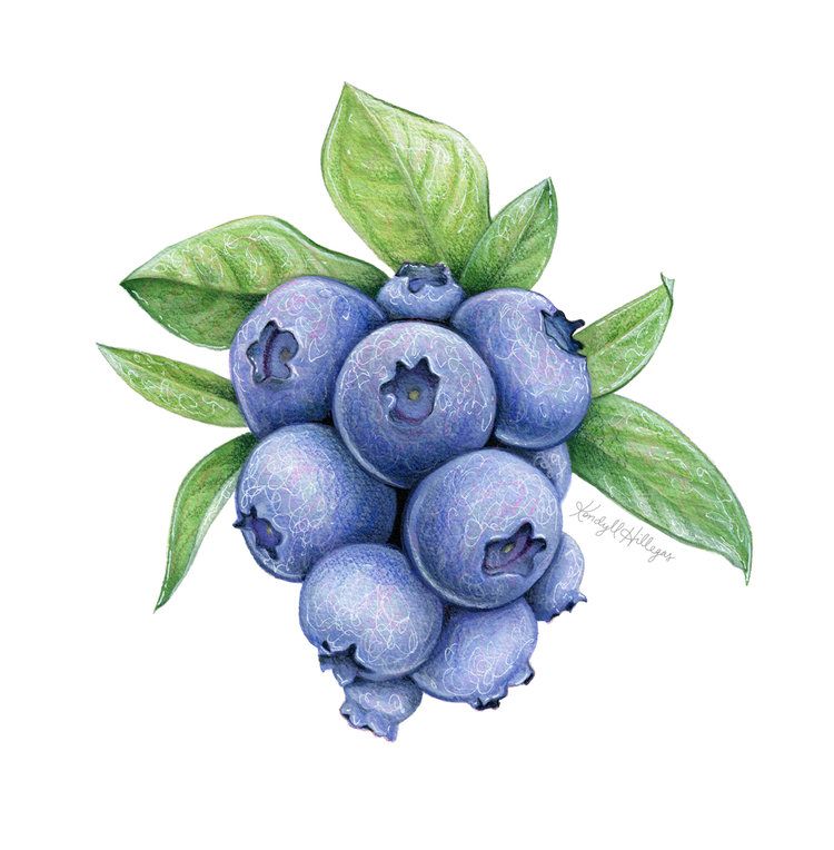 Blueberries Drawing Fine Art