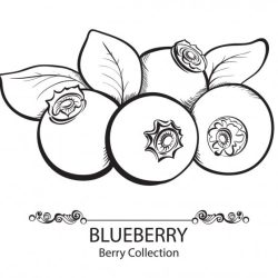 Blueberries Drawing Hand drawn Sketch