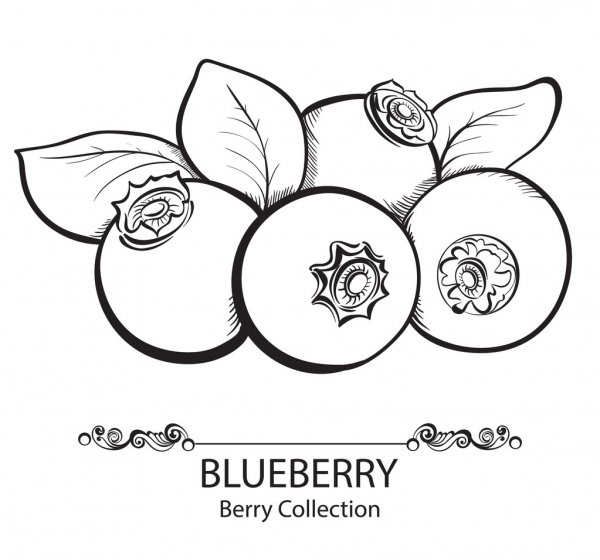 Blueberries Drawing Hand drawn Sketch
