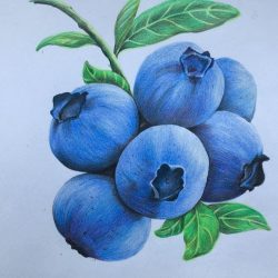 Blueberries Drawing Modern Sketch