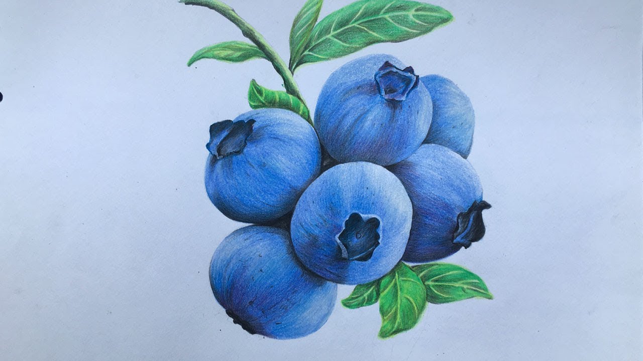 Blueberries Drawing Modern Sketch