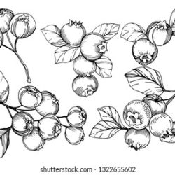 Blueberries Drawing Photo