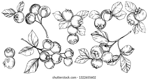 Blueberries Drawing Photo