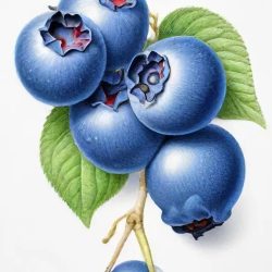 Blueberries Drawing Sketch Image