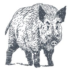 Boar Drawing Amazing Sketch