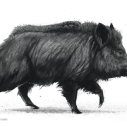 Boar Drawing Art