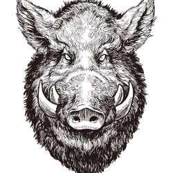 Boar Drawing Artistic Sketching