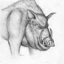 Boar Drawing Fine Art