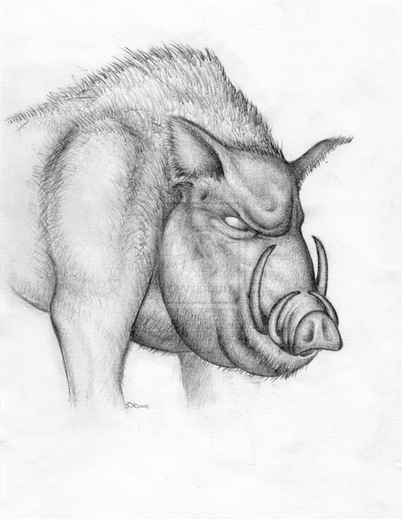 Boar Drawing Fine Art
