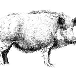 Boar Drawing Hand drawn