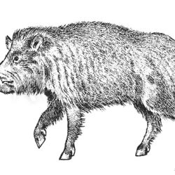 Boar Drawing Hand drawn Sketch