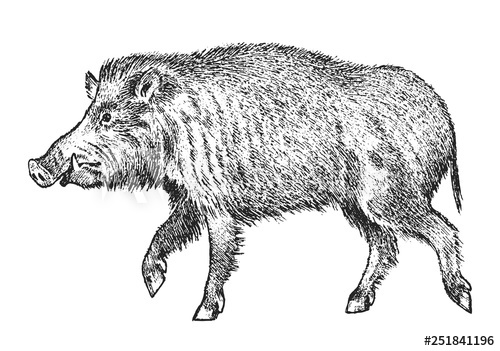 Boar Drawing Hand drawn Sketch