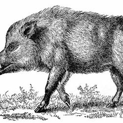 Boar Drawing Realistic Sketch