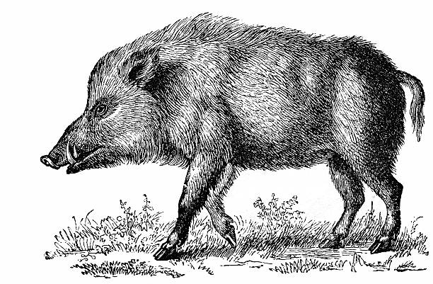 Boar Drawing Realistic Sketch