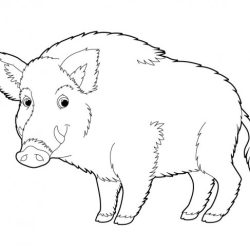 Boar Drawing Sketch