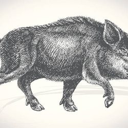 Boar Drawing Stunning Sketch