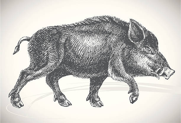 Boar Drawing Stunning Sketch