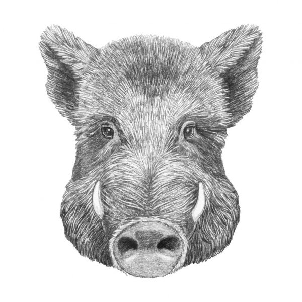 Boar Drawing