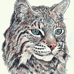 Bobcat Drawing