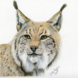 Bobcat Drawing Fine Art