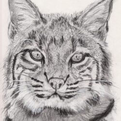 Bobcat Drawing Hand Drawn