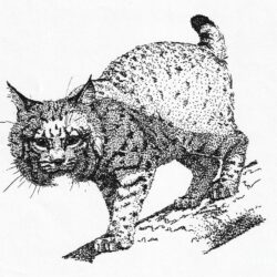 Bobcat Drawing Hand Drawn Sketch