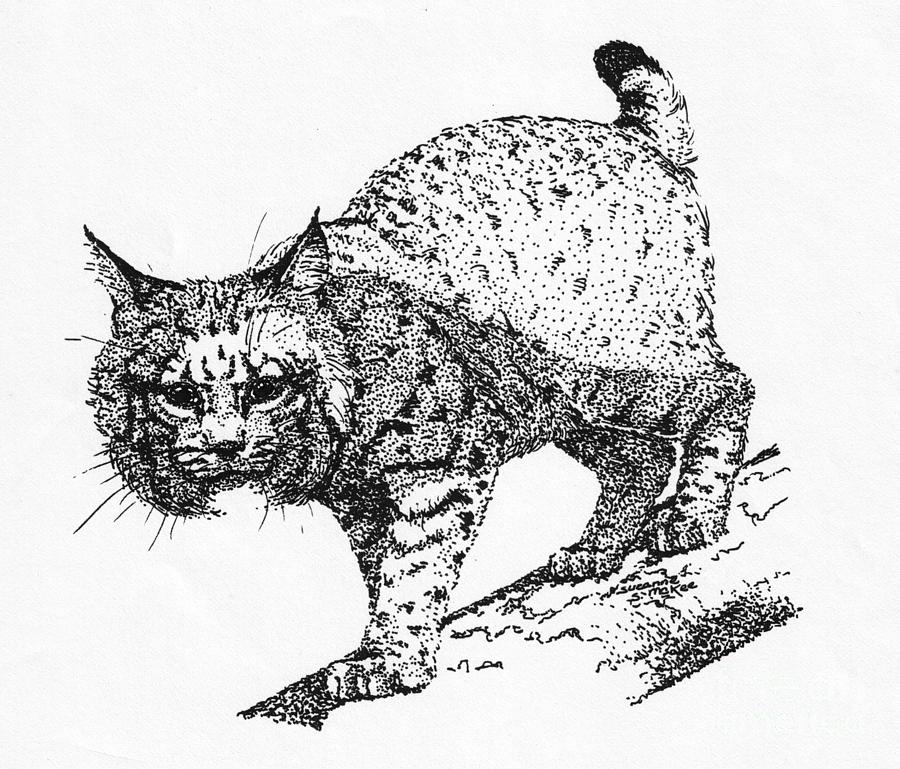 Bobcat Drawing Hand Drawn Sketch