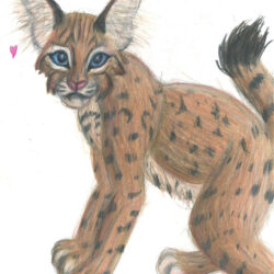 Bobcat Drawing Modern Sketch