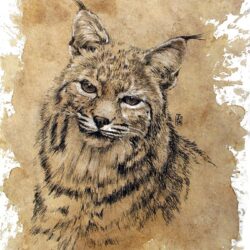 Bobcat Drawing Photo