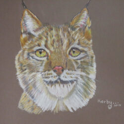 Bobcat Drawing Picture