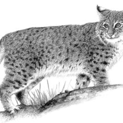 Bobcat Drawing Sketch