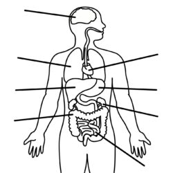 Body Outline Drawing Intricate Artwork