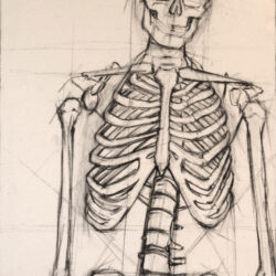 Bone Drawing Detailed Sketch