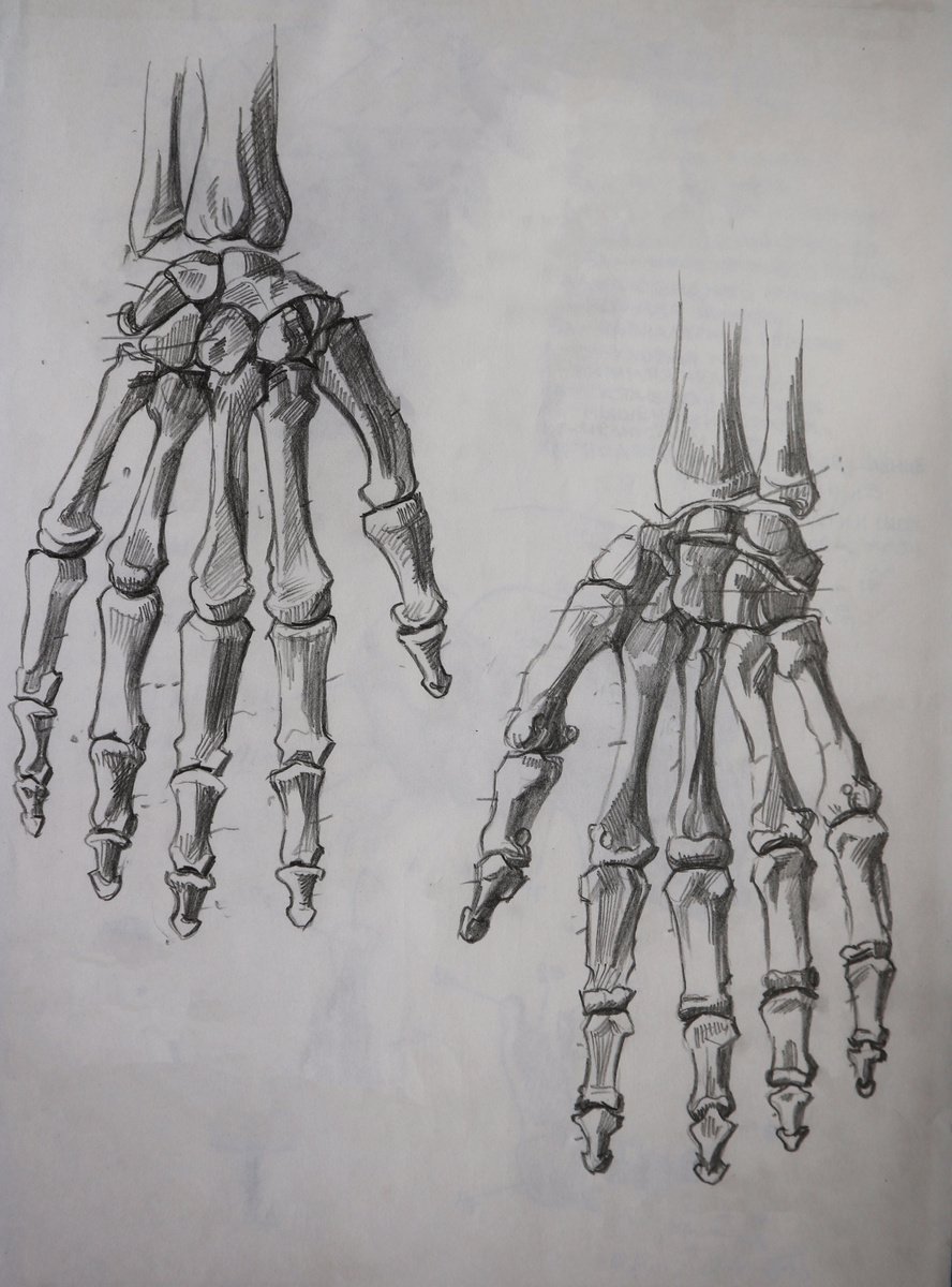 Bone Drawing Hand Drawn