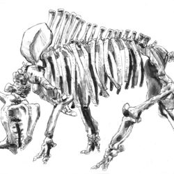 Bone Drawing Photo