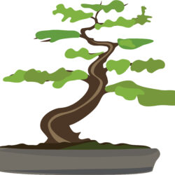 Bonsai Tree Drawing