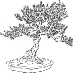 Bonsai Tree Drawing Artistic Sketching