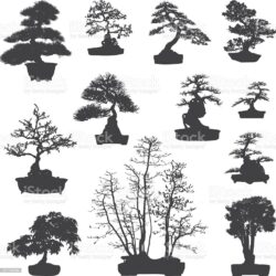 Bonsai Tree Drawing Beautiful Artwork