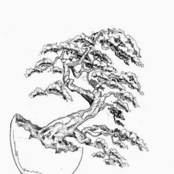 Bonsai Tree Drawing Detailed Sketch