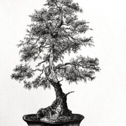 Bonsai Tree Drawing Hand Drawn Sketch